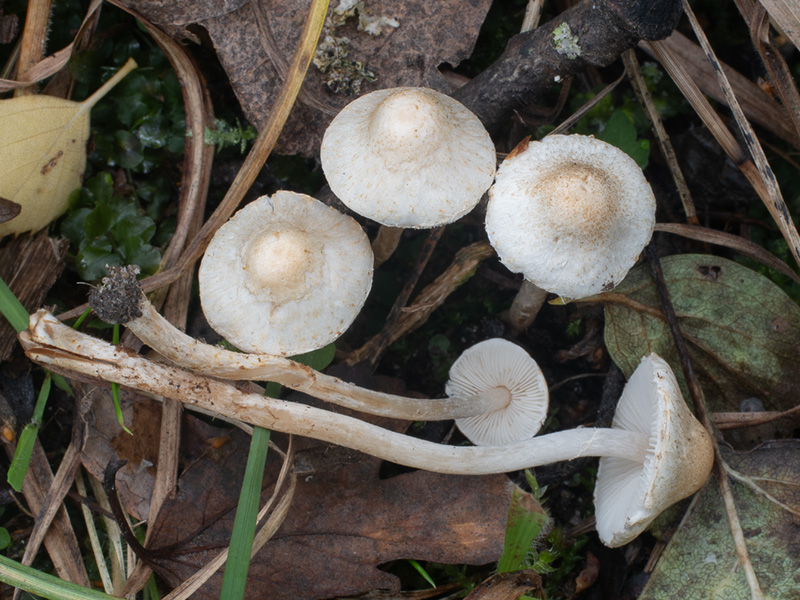 Lepiota subalba